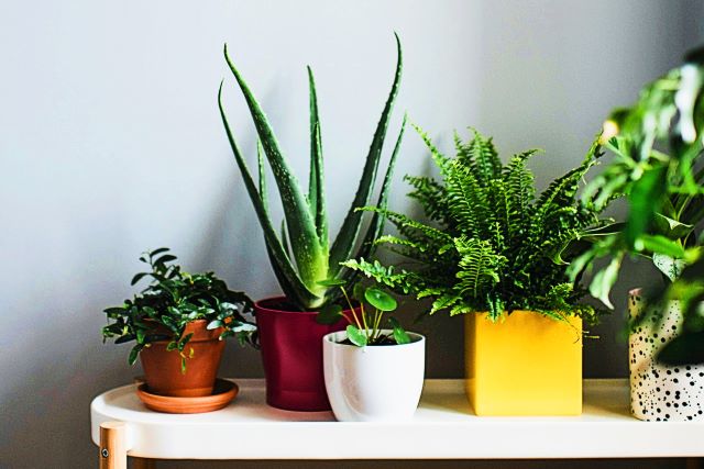 house plants in planters